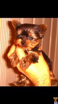 Yorkshire Terrier